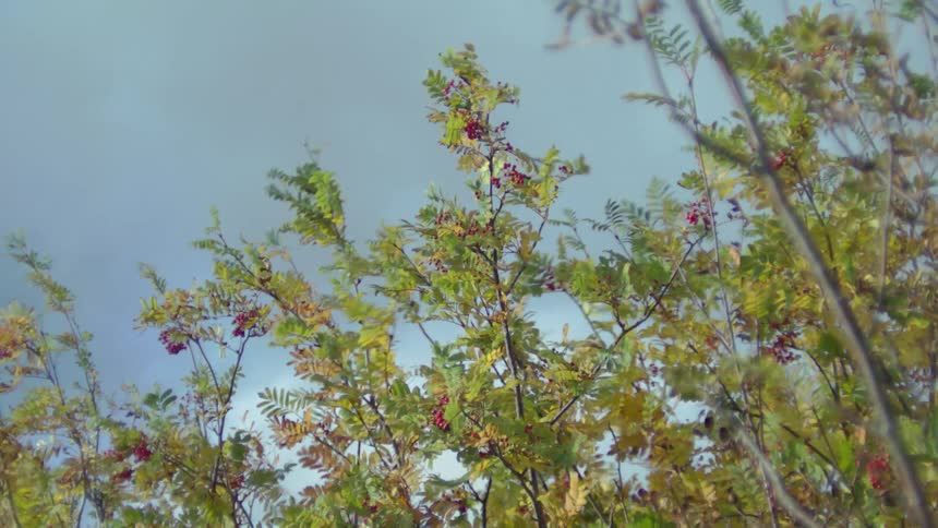 View of a tree that moves gently under the force of the wind