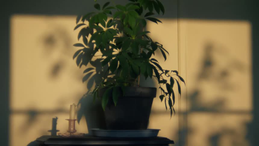 A potted plant with green leaves on a surface next to a candle placed in front of a wall