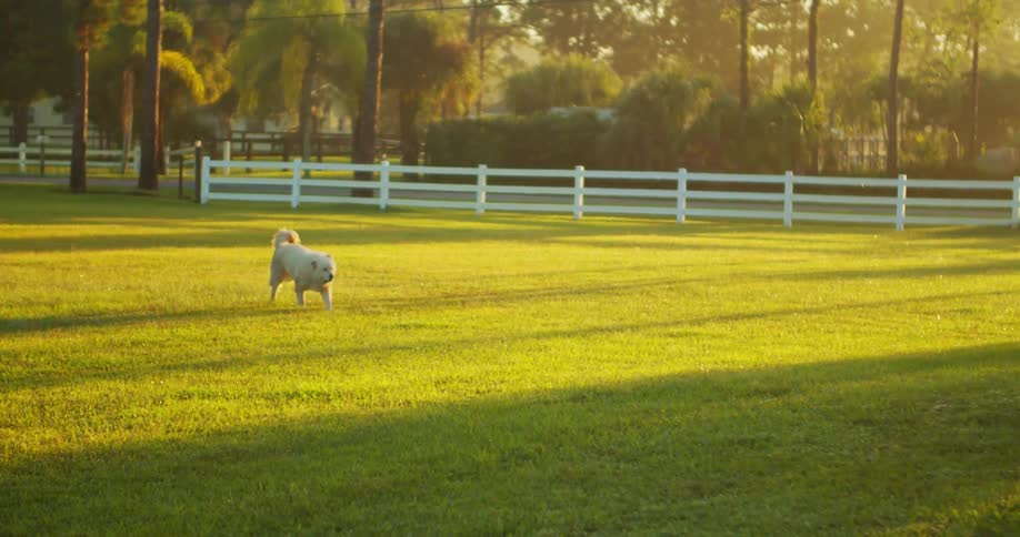 Fluffy white dog running across a large green lawn bordered by a white fence in the sunlight of the morning sun