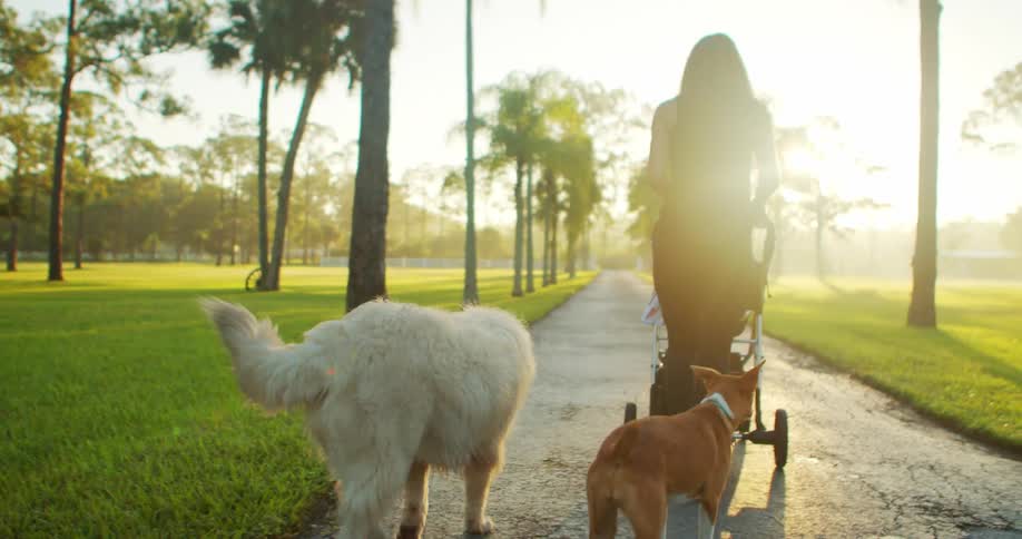 Mother walking with her baby in a stroller with her two dogs following