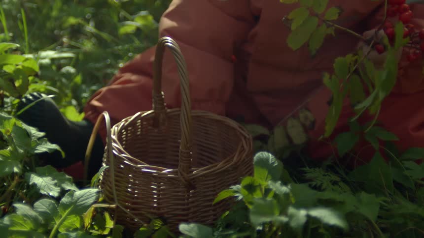 A child collecting fruit from a plant and placing it in a basket