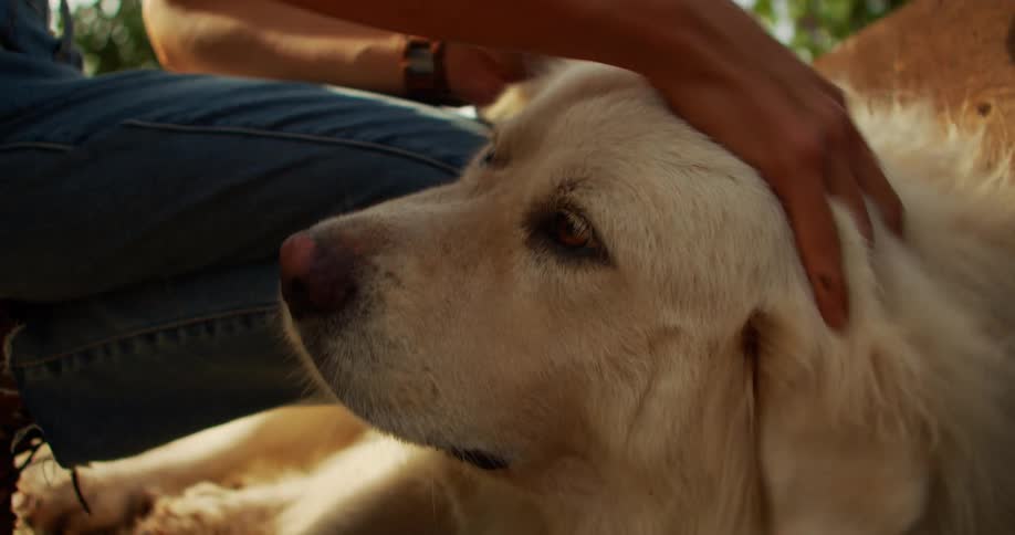A woman petting a dog lying in the grass