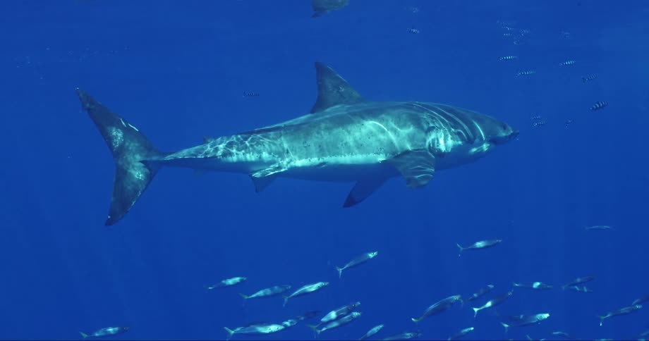 School of fish swims along with great white through blue water