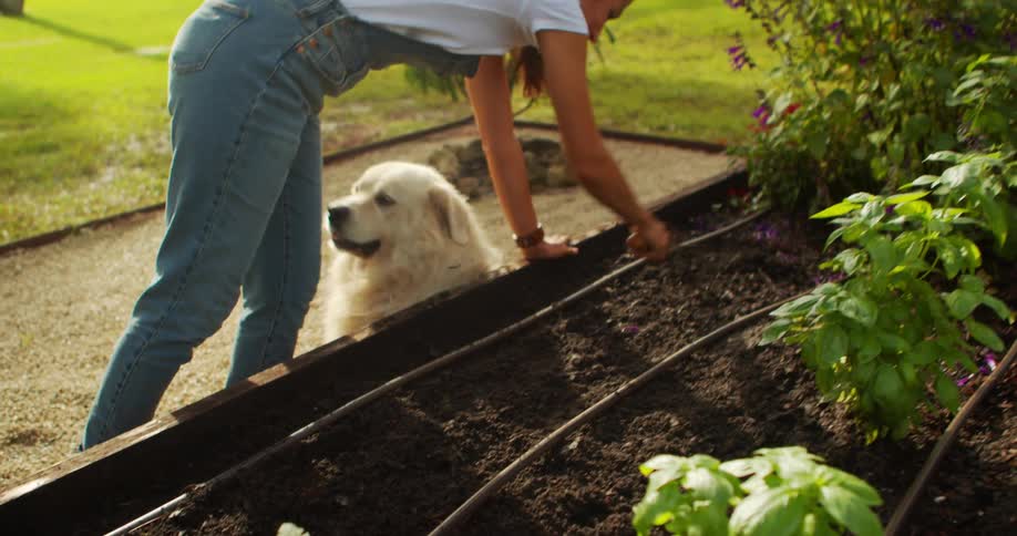 Woman tending the garden plays with her dog