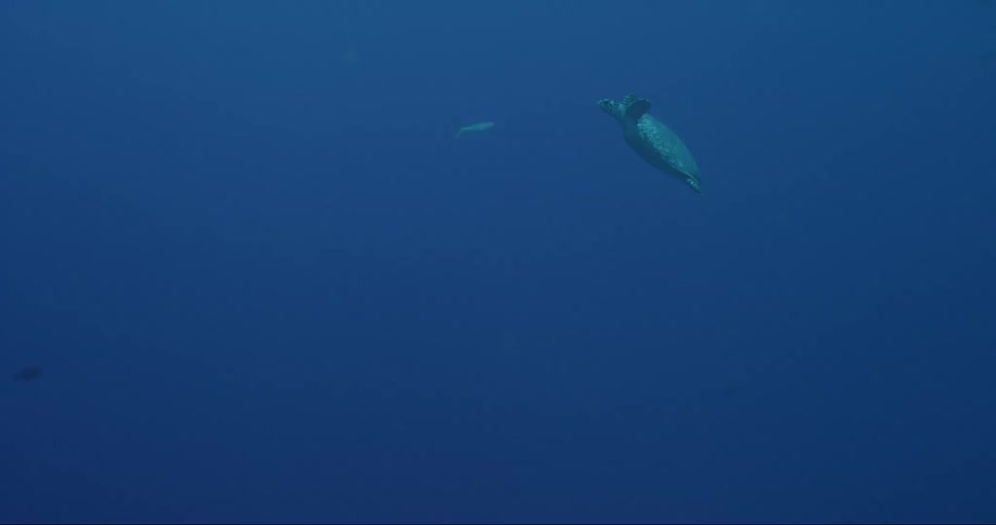 Green sea turtle swimming to the surface