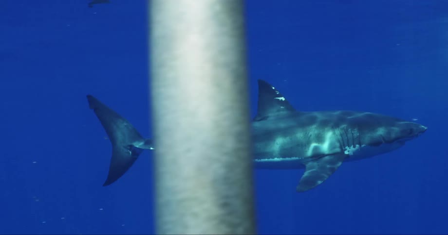 A great white shark swimming near the surface