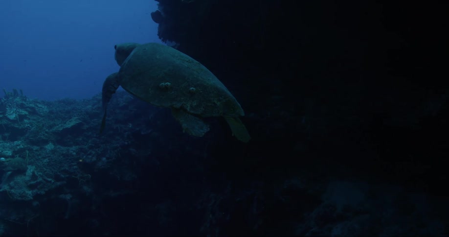 Loggerhead turtle swimming out of a cave