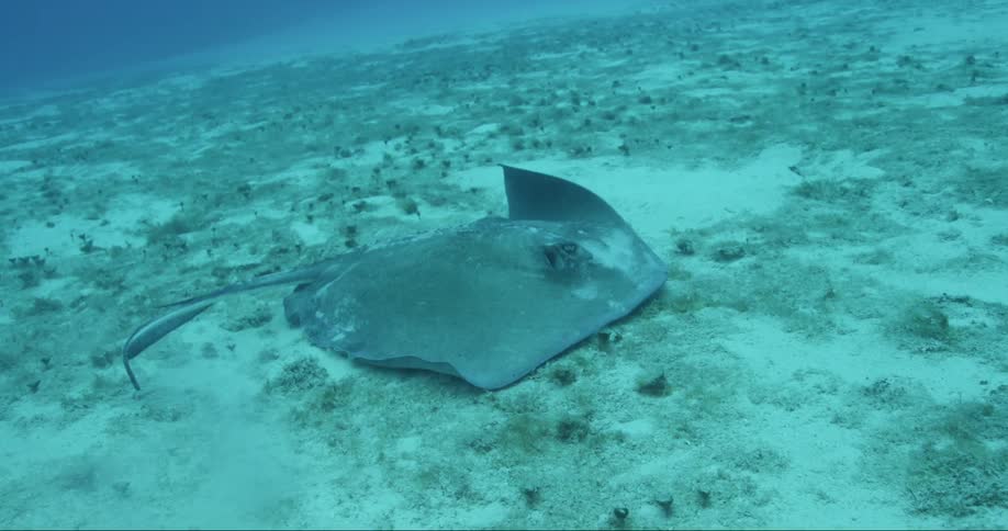 A stingray at the bottom of the blue ocean
