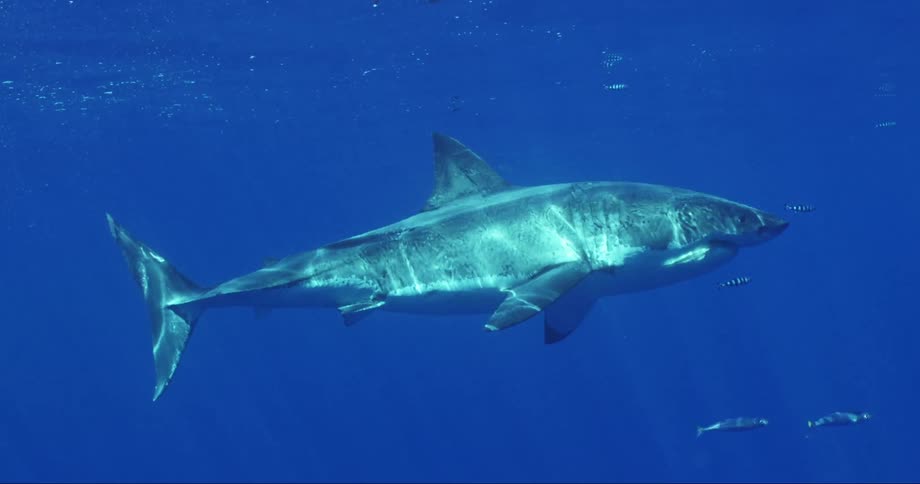 Shark swimming in the ocean alongside fish
