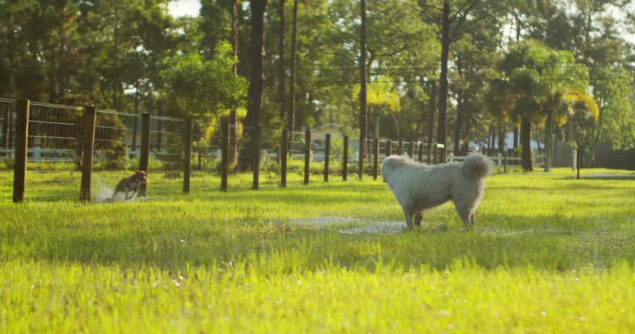 Dogs playing in the backyard with wet grass on a sunny day