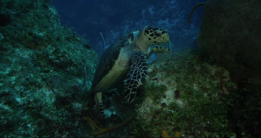 Turtle deep underwater eating coral