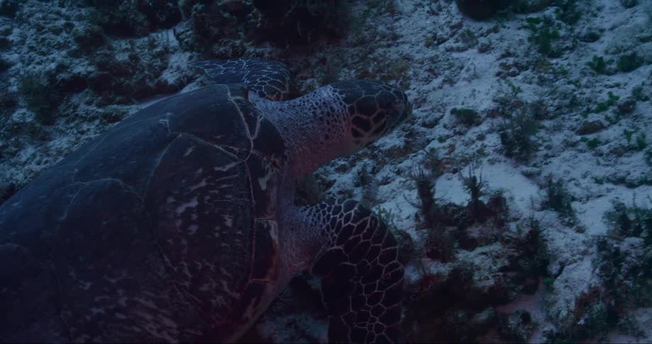 A sea turtle swims slowly on the ocean floor nibbling on coral as it swims by