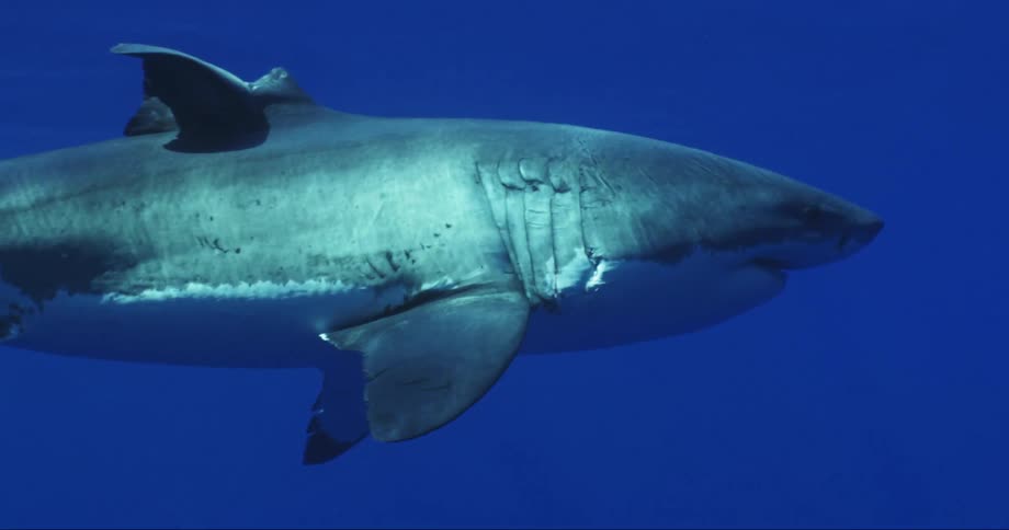 Close up of great white shark swimming