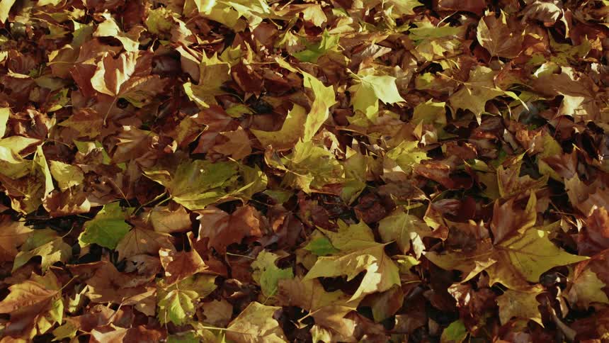 Tree leaves completely covering the ground