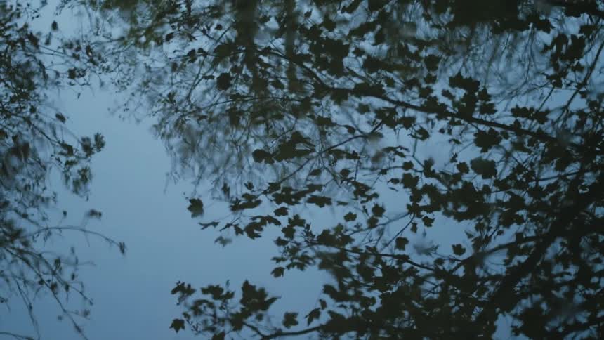 The branches are reflecting on the water