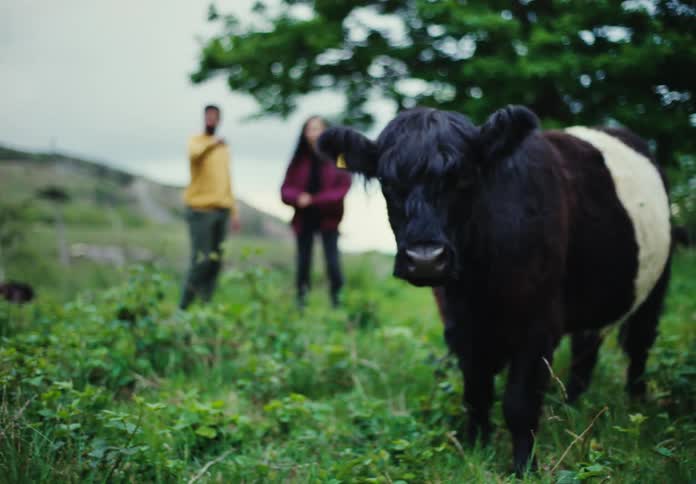 Two people stand in field and stare at tagged bovine