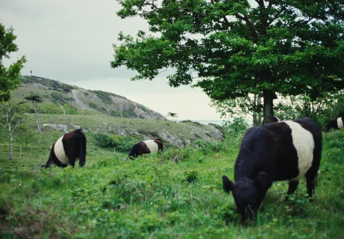 A herd of cows grazing in a meadow at sunset