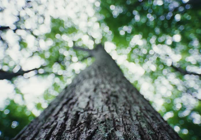 Close up of a long tree trunk in the green forest