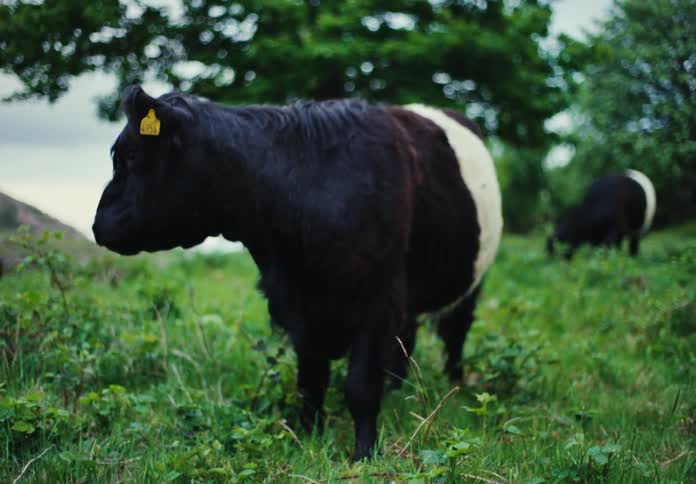 Cows are grazing on the grass