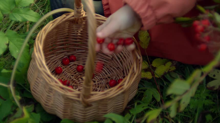 A person picking small red fruits in nature