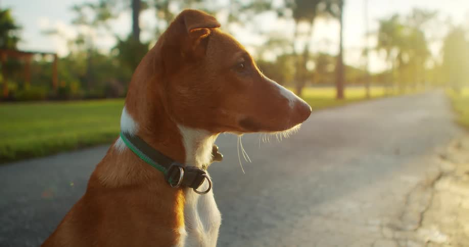 A brown and white dog sitting still in road next to a manacured suburban lawn as the sun shines down on it