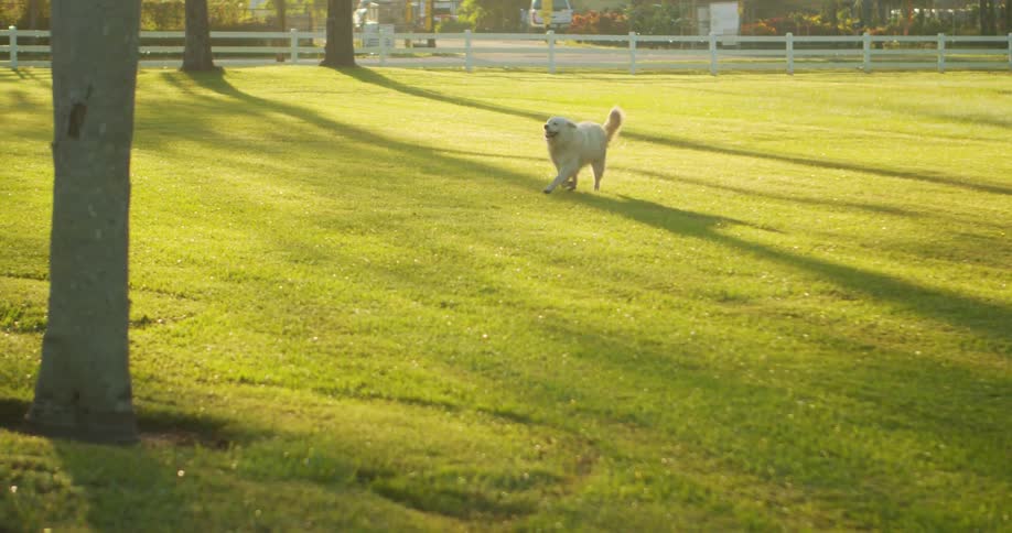 Happy dogs running in the green grass on a park at morning