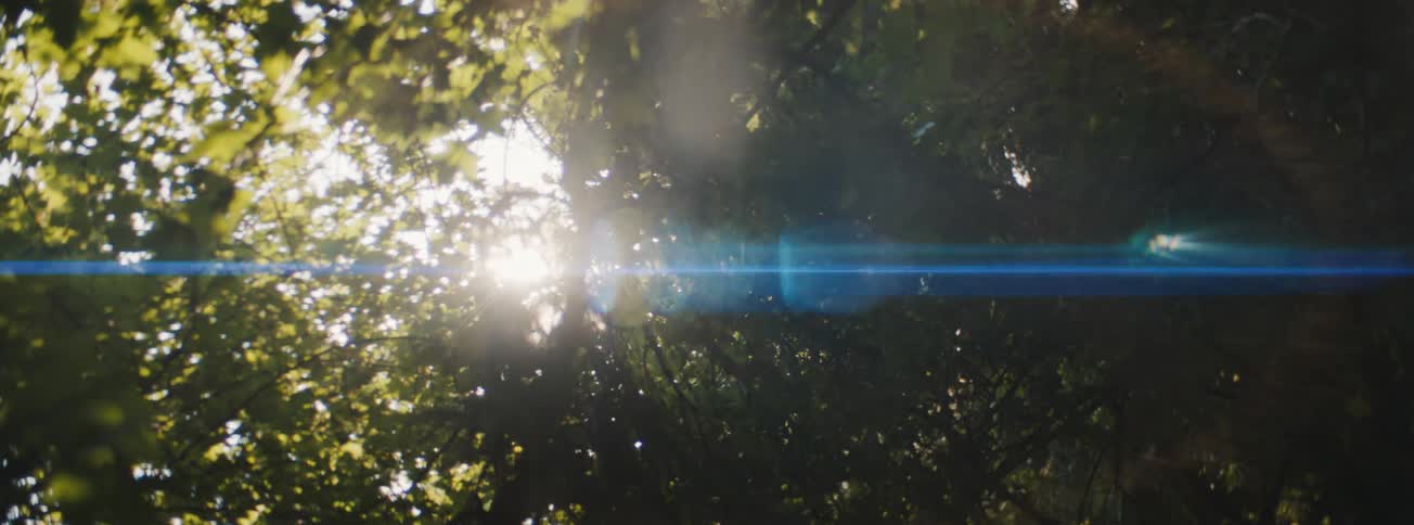 Upward view of branches and foliage in a forest with sunlight reflections