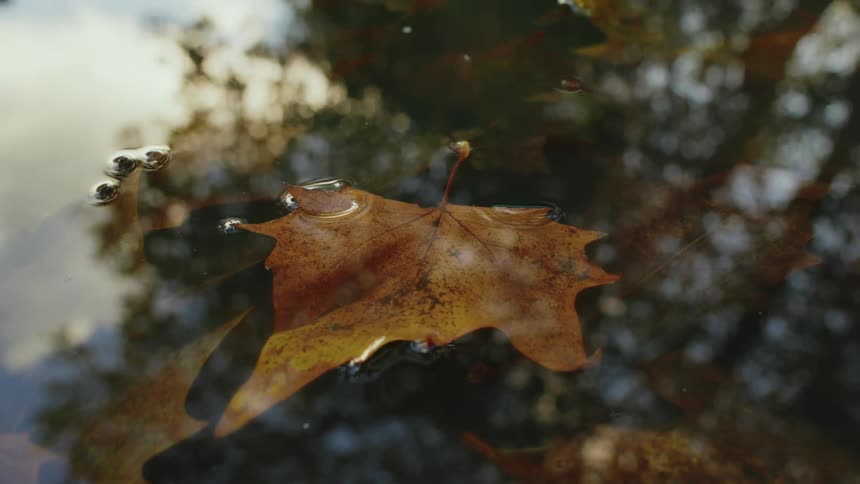 A leaf from a tree is beneath the still water that is reflecting the sky
