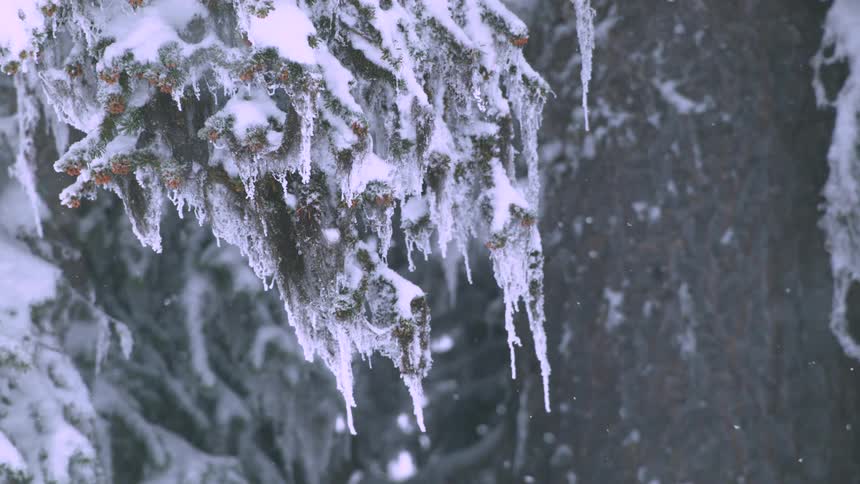 Pine needles frozen covered with snow as snow falls slowly around it