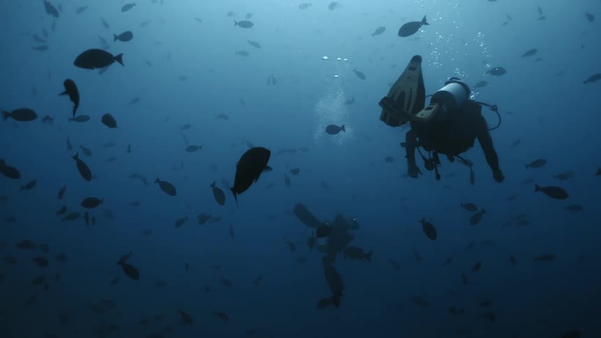 Two scuba divers swim with a school of fish in the ocean
