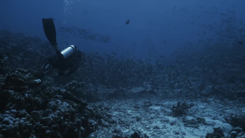 A scuba diver is swimming towards the fish