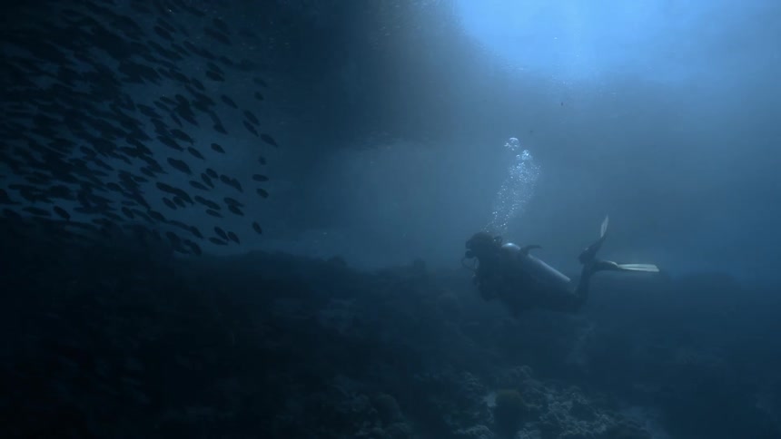 A diver passes close to a school of fish and they move away from the diver