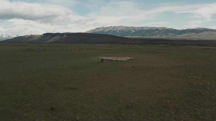 Aerial view of a herd of sheep in the plains