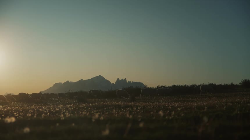 Herd of animals grazing in a field