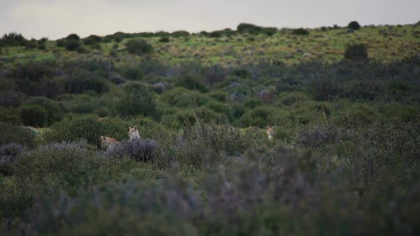 Family of cougars in the midst of a natural environment observing