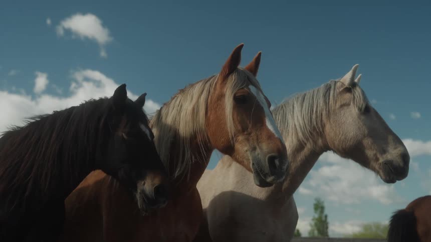 Horses of various colors and sizes standing side by side in an outdoor setting in daylight