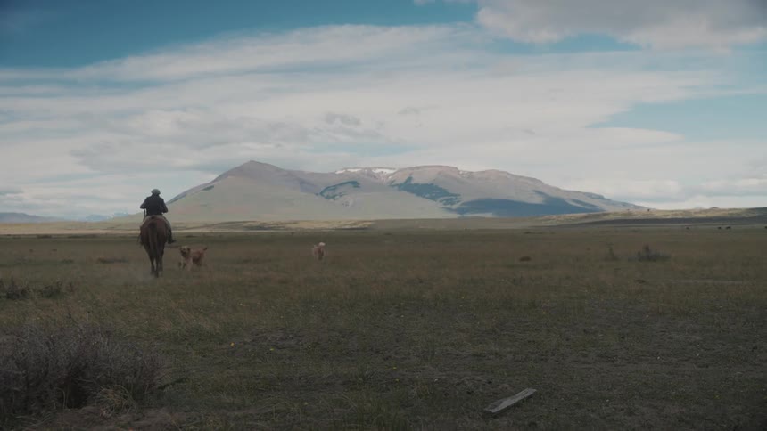 Dogs barking at a man riding a horse in a field