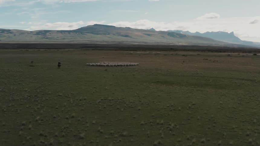 Rancher with shepherd dogs herding sheep in the plains