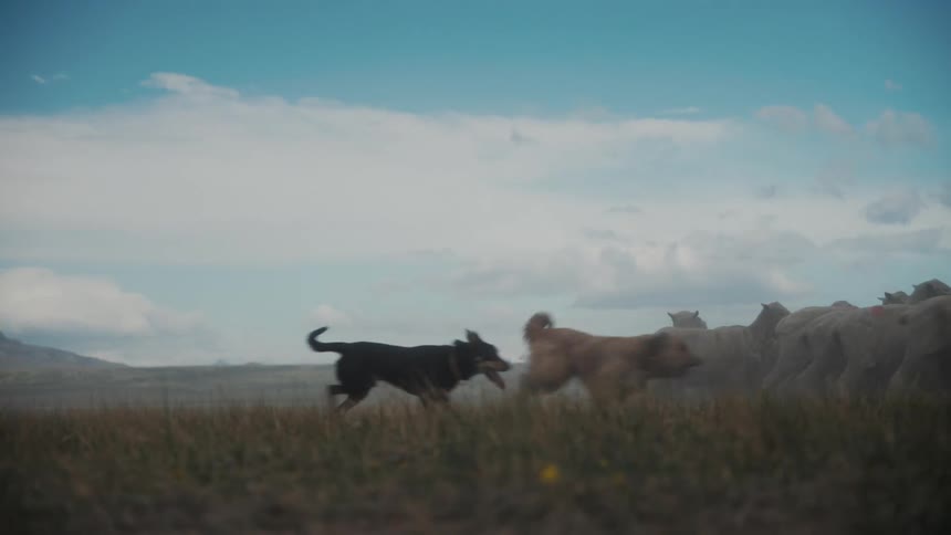 Sheep running with dogs behind them during the day