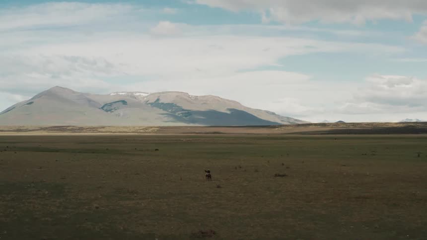 A clip of a plain grass land and an horse rider ridding with the dogs