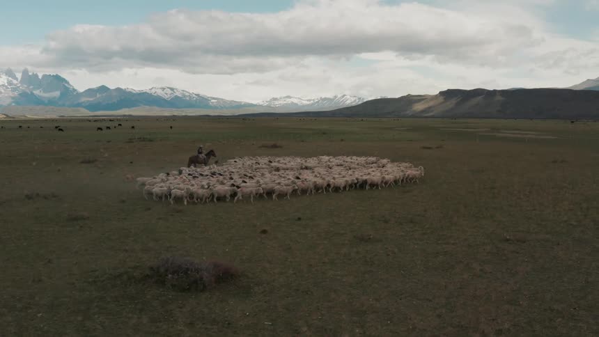 Rancher hearding sheep across a grass field under a wide open blue sky with clouds and mountains on the horizon in the early evening