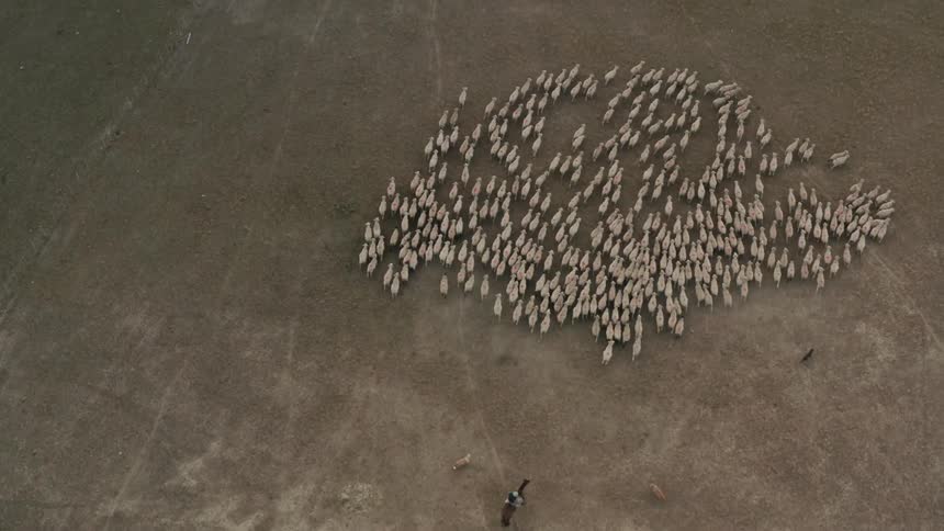 A dog and a person on horseback are herding a flock of sheep
