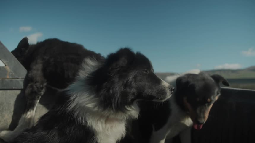 Three dogs outdoors on the back of a truck that is driving on a road next to a mountainous region during day time