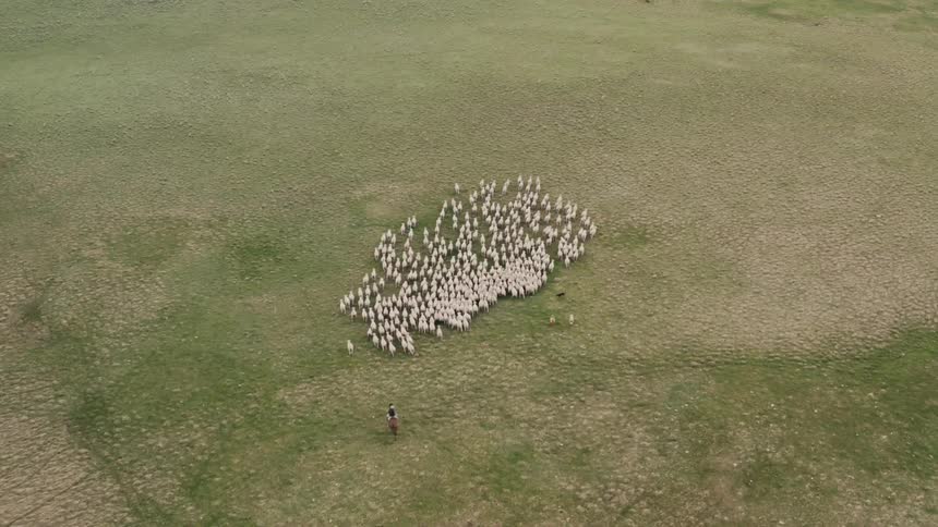 Aerial view of sheep walking in the pasture guided by dogs with a man on horseback