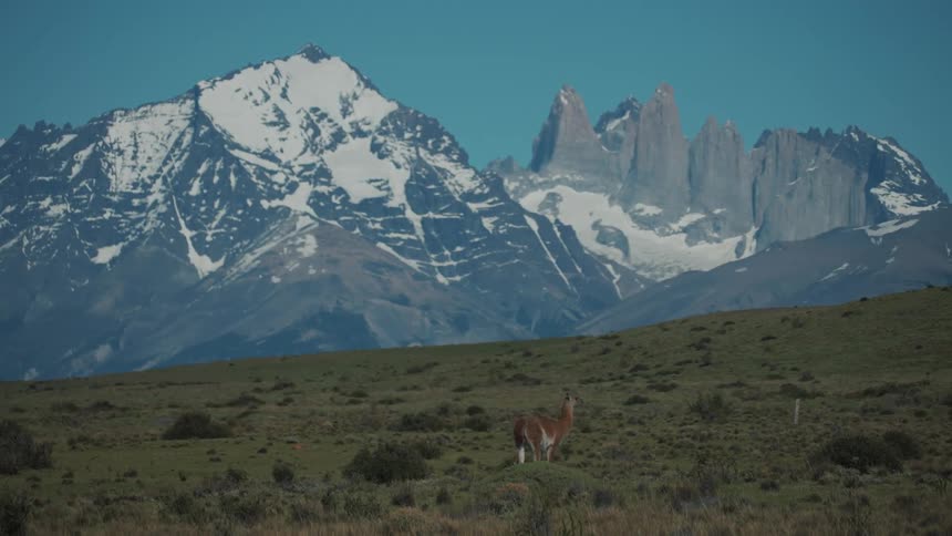The animal stands before the mountain range