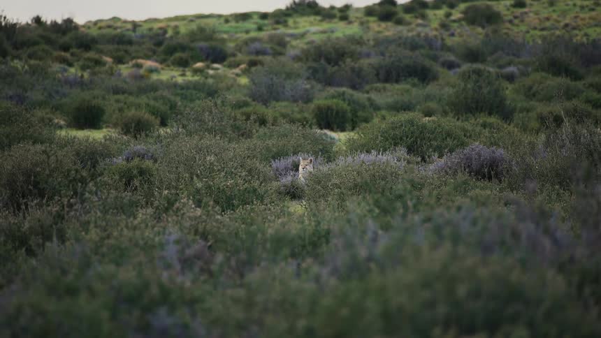 A puma in an outdoor meadow
