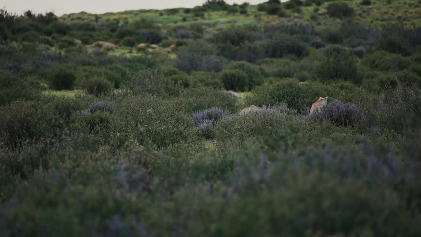 Two pumas in the middle of the woods with one of them howling