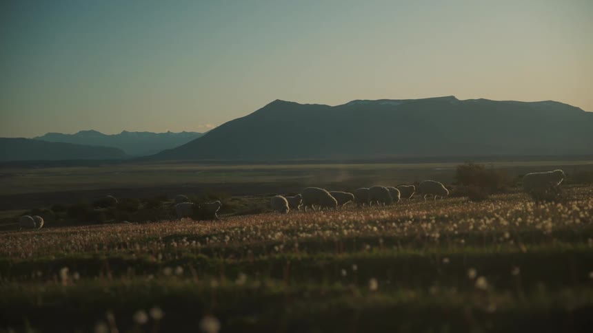 Herd of sheep grazing in the plains at evening