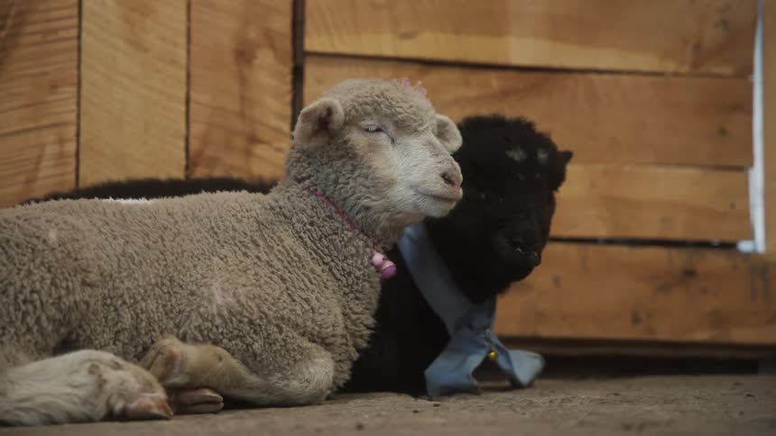 Two sheep lying on the ground with one of them sleeping and the other moving its mouth