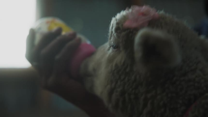 A person bottlefeeding a sheep with a pink bow on its head
